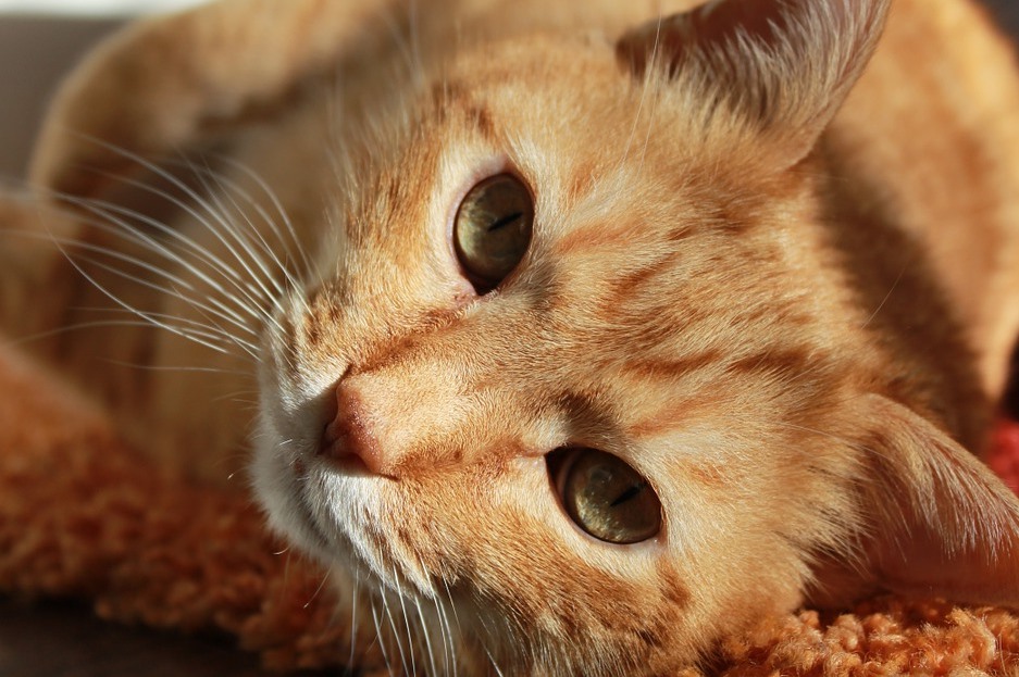 cat